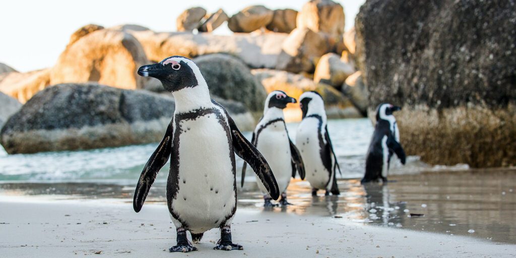 penguins-boulders-beach